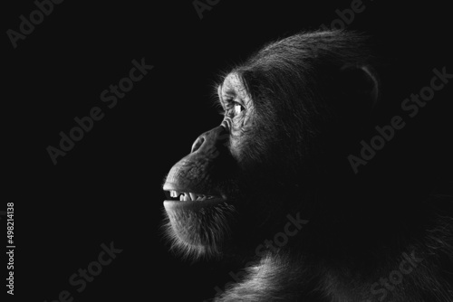 Photography Chimpanzee monkey face portrait on black