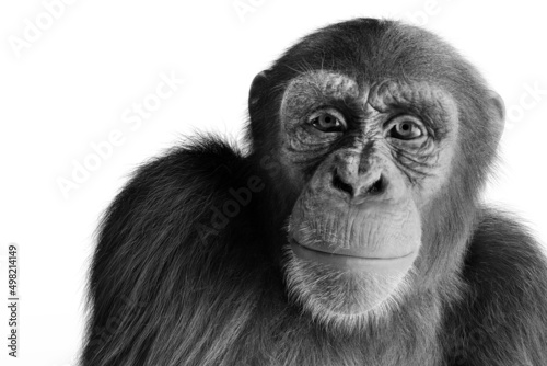 Fotobehang Chimpanzee monkey isolated on white