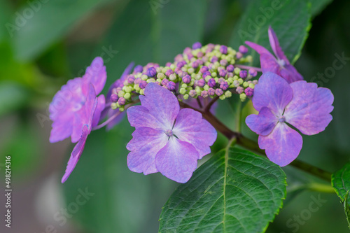 Wallpaper Mural 淡い紫のアジサイ　淡い緑とアジサイ　ブルーのアジサイ　白　あじさい Torontodigital.ca