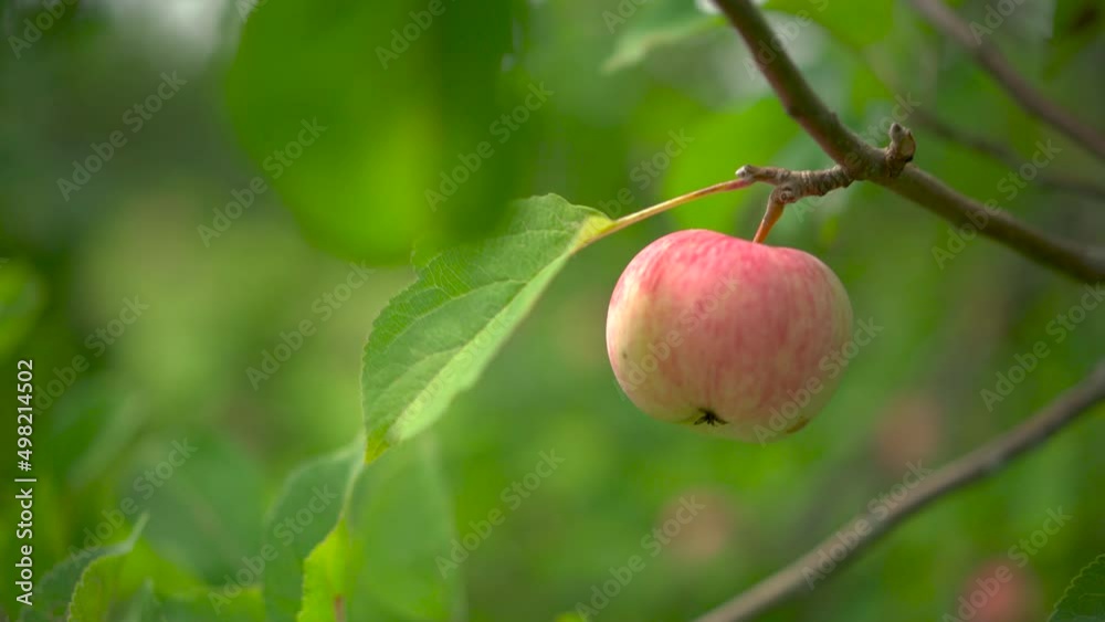 Close up of apple tree branch with red apple. Red apples on a branch swaying on wind. Selective focus at apple Close up of apple tree branch with red apple. Red apples on a branch swaying on wind. Selective focus at apple
