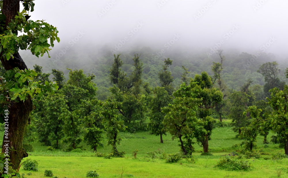 Obraz premium misty morning in the forest