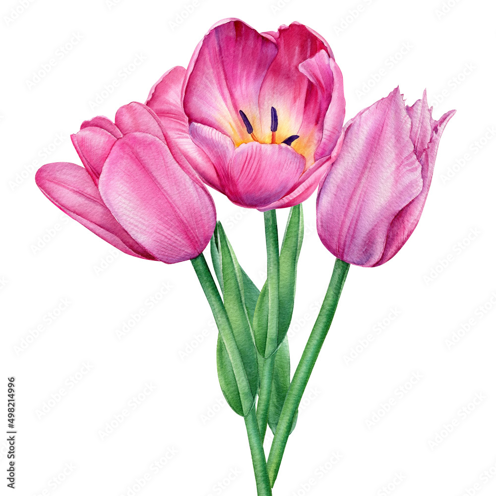 Pink flowers, tulips on isolated white background, botanical illustration in watercolor