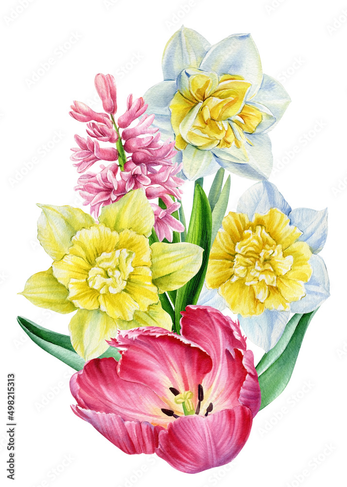 Tulips and daffodils. Spring flowers on an isolated white background. Watercolor illustrations. Tulips and daffodils. Spring flowers on an isolated white background. Watercolor illustrations.