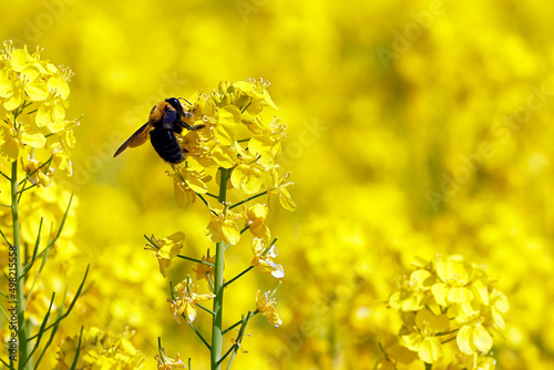 The bees started to move in search of flowers