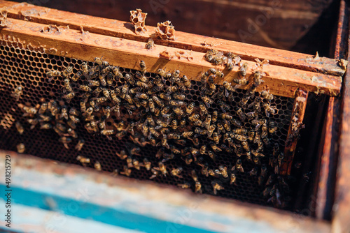 The concept of beekeeping. Eco-friendly products. Close-up of a hive with flying bees. Apiary. Hobbies and farming. Useful insects.