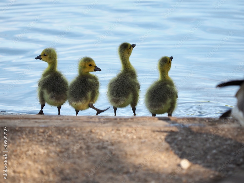 Four Goslings 