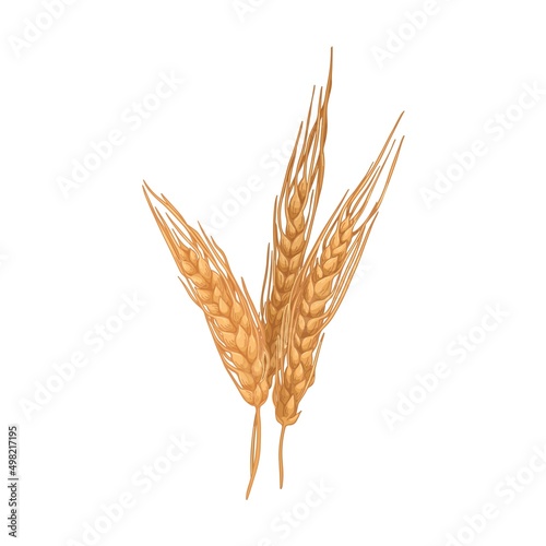 Gold barley, cereal spikelet with seed ears and spikes. Farm field crop, agriculture plant. Vintage botanical drawing. Realistic hand-drawn vector illustration isolated on white background