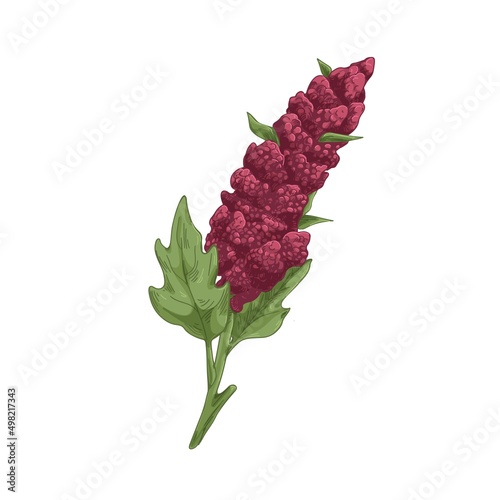 Quinoa, field cereal plant with flower, grains. Vintage botanical drawing of blooming crop with seeds. Realistic detailed hand-drawn vector illustration isolated on white background