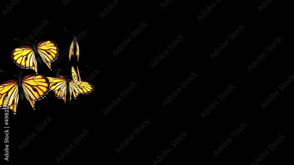 4K Colorful butterflies flying loop random in the scene on white, Green screen background. for Wedding, Love, Birthday, Grand, festival, fashion, Travel, Holiday, Awards, Events, Opener Celebration
