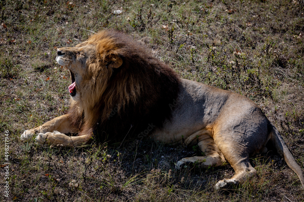 Naklejka premium Portrait of a wild roaring lion. The lion lies on dry grass. Taigan Park
