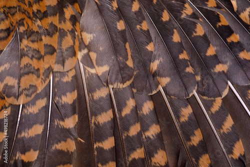 Obraz na plátně Close up of abstract pattern of woodcock feathers as background