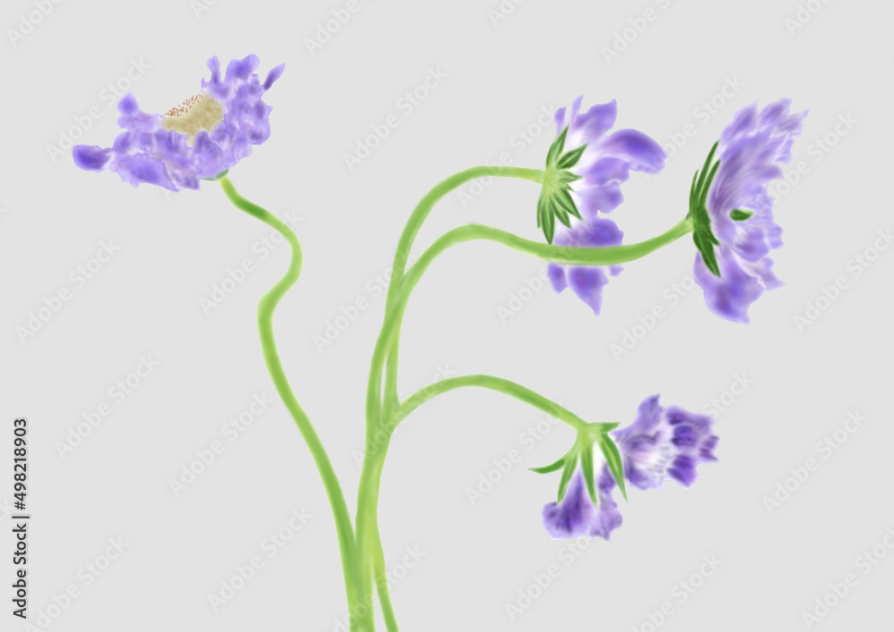 青紫の花びらの花