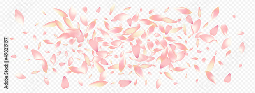 Pink Rosa Vector Panoramic Transparent