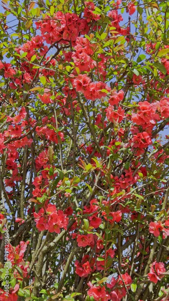 Spring Colors and Garden Spring Colors and Garden