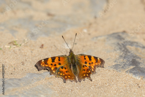 Motyl rusałka ceik na piasku