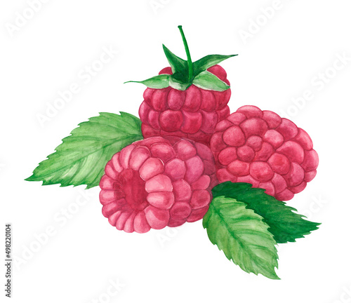 Watercolor raspberry. Raster fruit illustration for a cookbook, ingredients of recipes, advertising, cards for children and botanical magazines. Natural and organic agricultural product