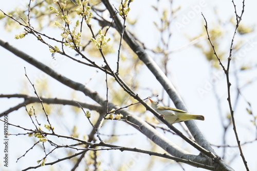 eastern crowned warbler on a branch © Matthewadobe