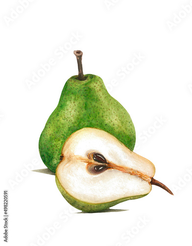 Watercolor pear. Raster fruit illustration for a cookbook, ingredients of recipes, advertising, cards for children and botanical magazines. Natural and organic agricultural product