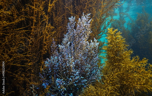 Algae with blue and brown colors underwater in the ocean (Cystoseira and Sargassum muticum), eastern Atlantic, Spain, Galicia © dam