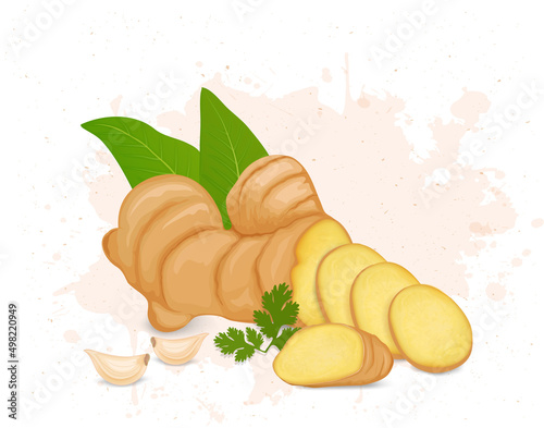 Ginger Root vector illustration with pieces of ginger and garlic cloves