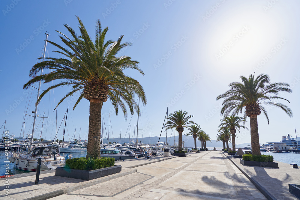Large palm trees on the waterfront in the port