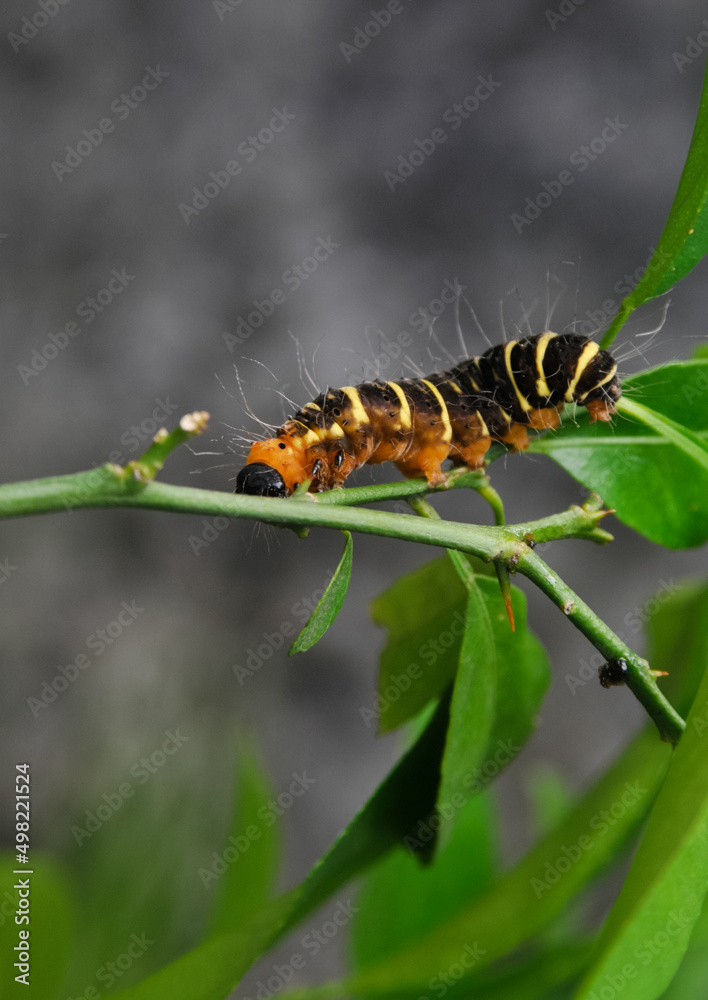 a yellow-brown and hairy caterpillar crawling on the branch of an orange tree
a yellow-brown and hairy caterpillar crawling on the branch of an orange tree