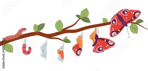 Butterfly born. Pupa insect development, caterpillar change to butterflies. Cocoon life, wildlife insect evolution or metamorphosis, decent process vector scene