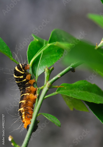 a yellow-brown and hairy caterpillar crawling on the branch of an orange tree © Birul Sinari-Adi