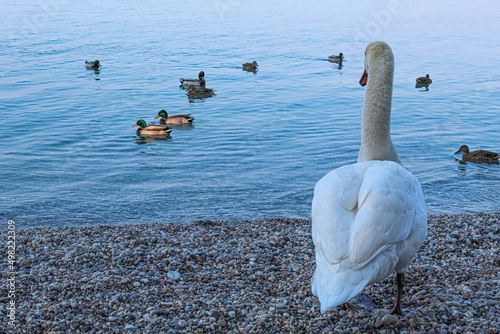 Fototapeta Naklejka Na Ścianę i Meble -  a swan and some ducks on the lake
