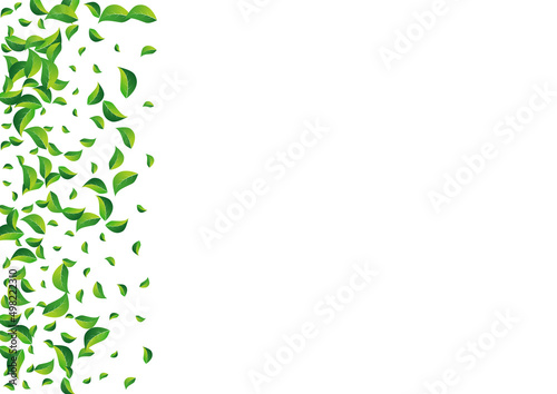 Olive Leaf Swirl Vector White Background. Wind