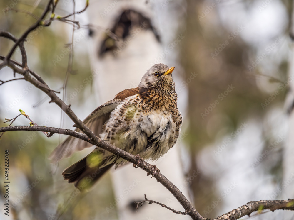 Fieldbird sits on a branch in spring with a blurred background. Fieldbird sits on a branch in spring with a blurred background.