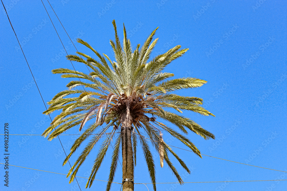 Obraz premium palm tree against blue sky