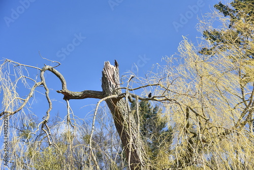 Złamany czubek drzewa i ptak