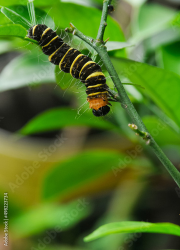 yellow-brown caterpillar on a leaf © Birul Sinari-Adi
