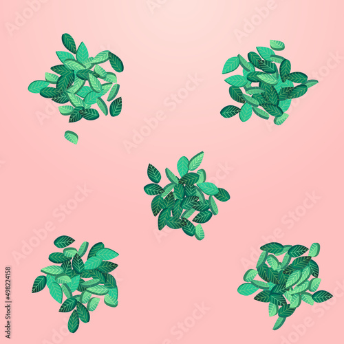 Mint Leaves Fresh Vector Pink Background