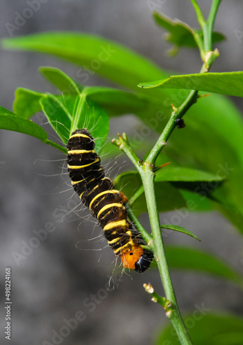  a yellow-brown and hairy caterpillar crawling on the branch of an orange tree © Birul Sinari-Adi