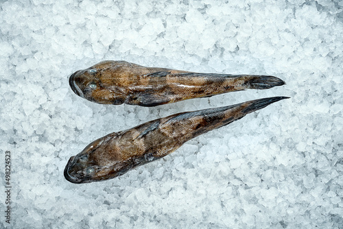 Fresh fish Azov goby or Gobiidae in the ice. Close-up, top view photo