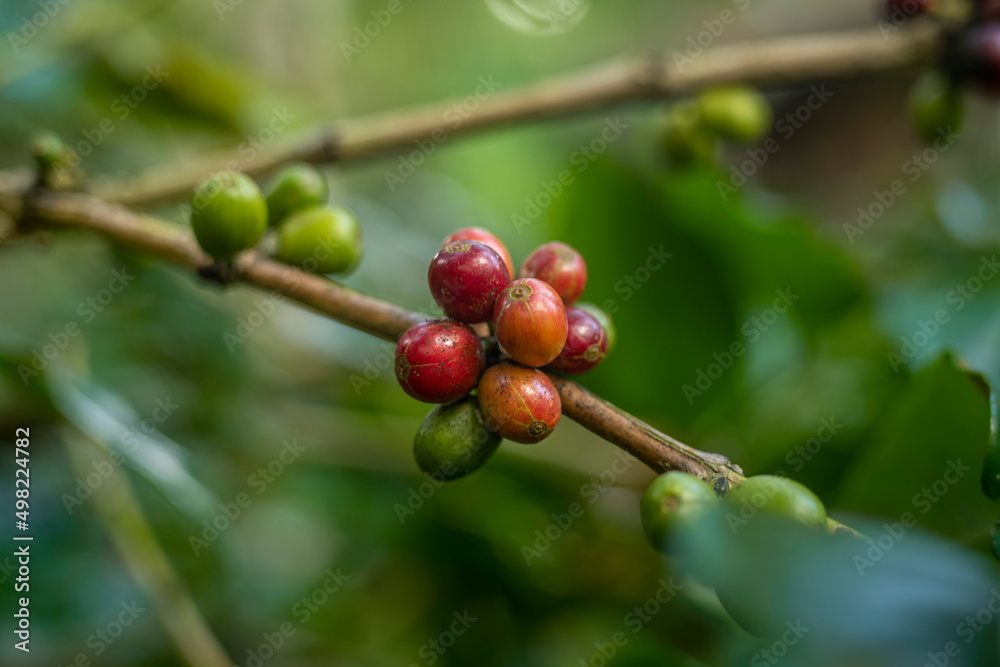 Coffee raw berries on a branch Coffee raw berries on a branch
