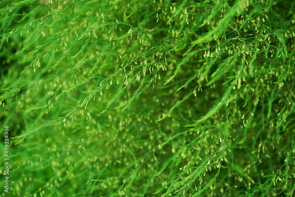 A plant with small green leaves of medicinal asparagus. The concept of growing vegetables in the backyard garden. High quality photo