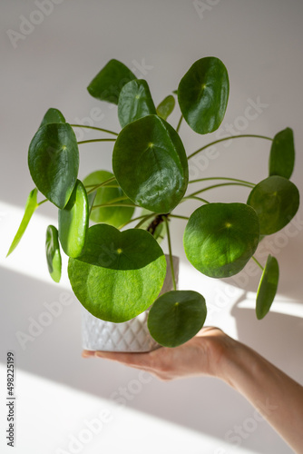 Closeup of woman hand holding flower pot with succulent Pilea peperomioides known as Chinese money plant, white wall with shadows on background. Sunlight. Hobby, houseplant lovers concept.  photo