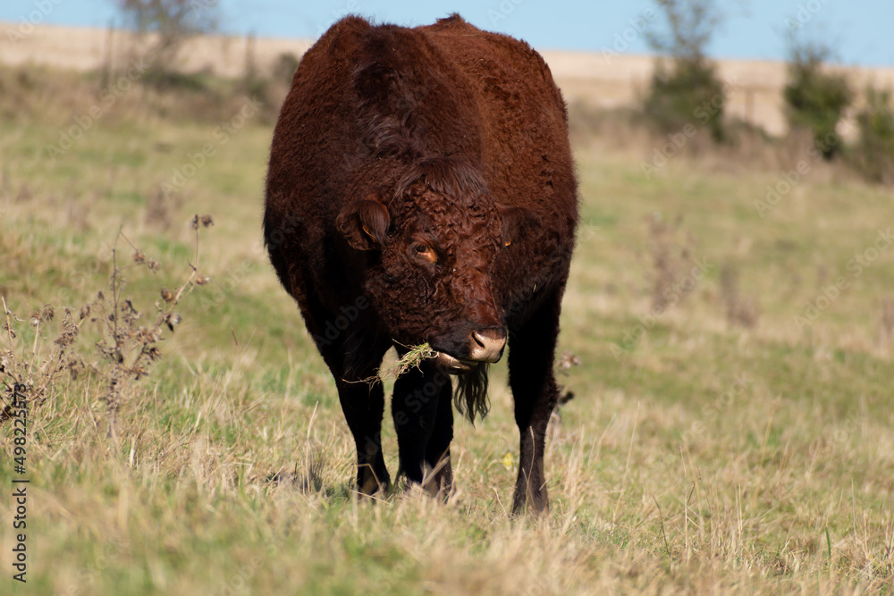 Beautiful brown cow eating grass in a pasture Beautiful brown cow eating grass in a pasture