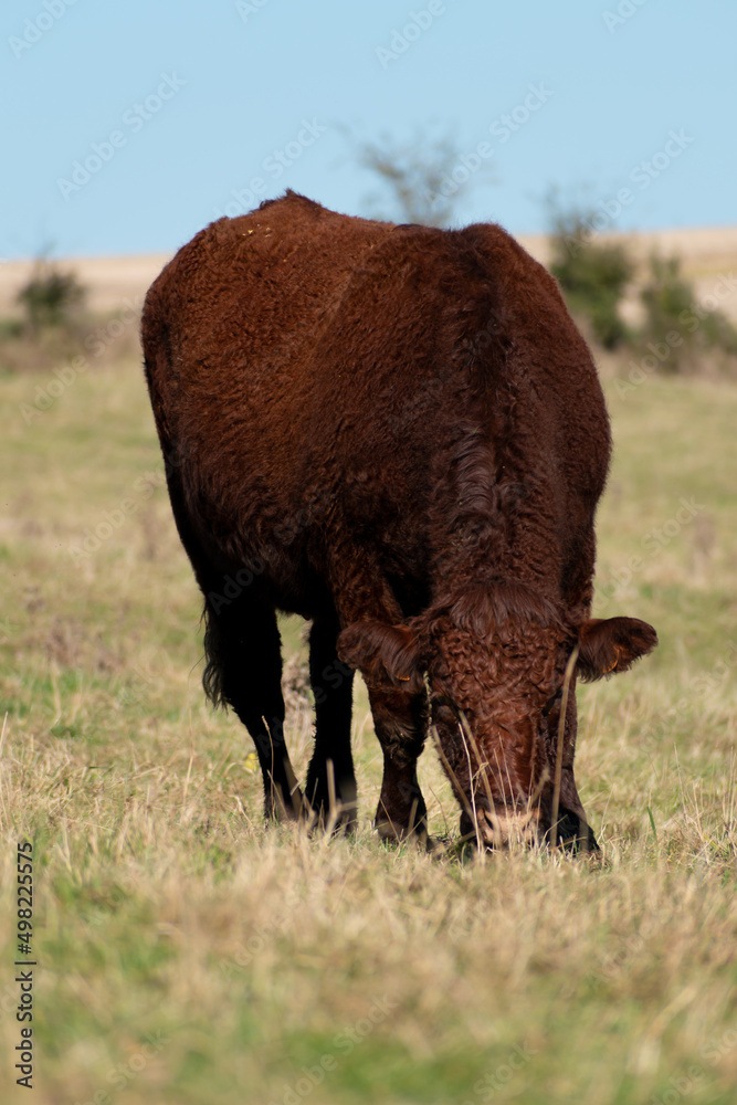 Beautiful brown cow eating grass in a pasture Beautiful brown cow eating grass in a pasture
