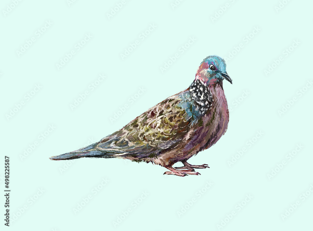 Obraz premium Realistic side view turtledove bird in digital painting illustration art design