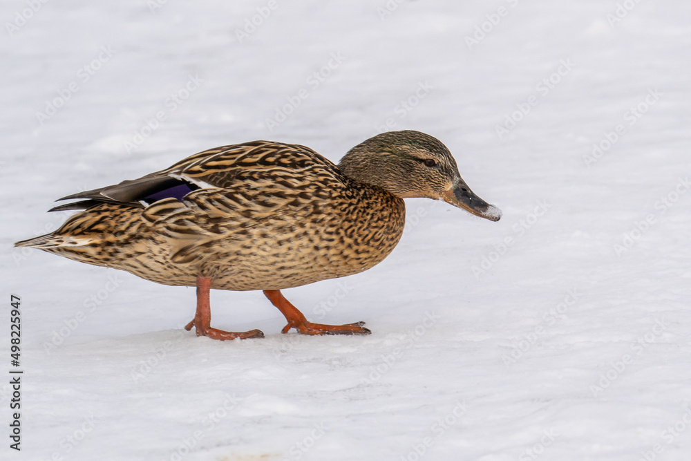 A mallard wild duck roams and slide across the ice of a frozen river in search of food. Survival of wild ducks in the wildlife in cold weather.