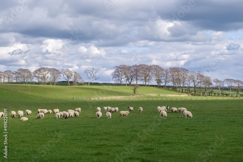Beautiful Scottish Farmlands in Burns Country with farming fields and trees and hedgerows and sheep photo