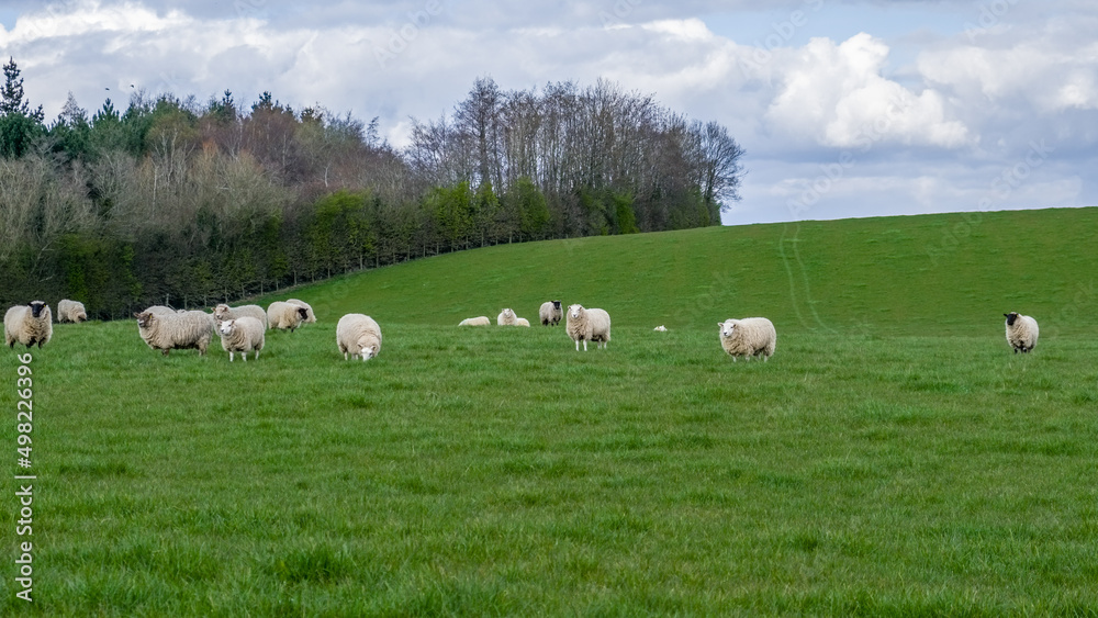 Fototapeta premium Beautiful Scottish Farmlands in Burns Country with farming fields and trees and hedgerows and sheep