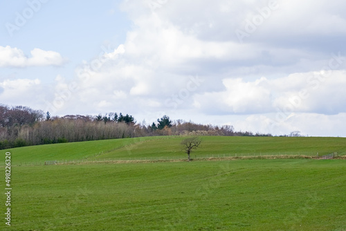 Beautiful Scottish Farmlands at the heart of Burns Country with farming fields and trees and hedgerows and a single tree standing on its own at the centre.. photo