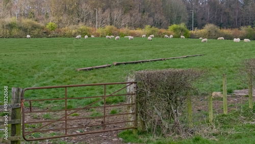 Beautiful Scottish Farmlands with farming fields and trees and hedgerows and in the foreground some drinking troughs for the farm animals and white sheep grazing. photo
