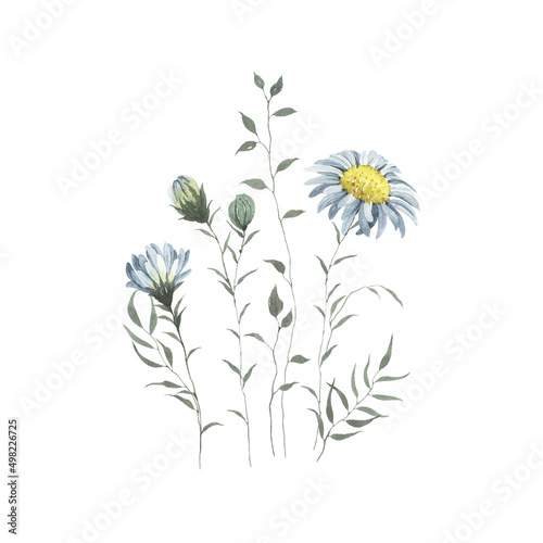 Floral decor with delicate flowers on long stems and leaves, watercolor illustration isolated on white background for invitation or greeting cards, design elements.