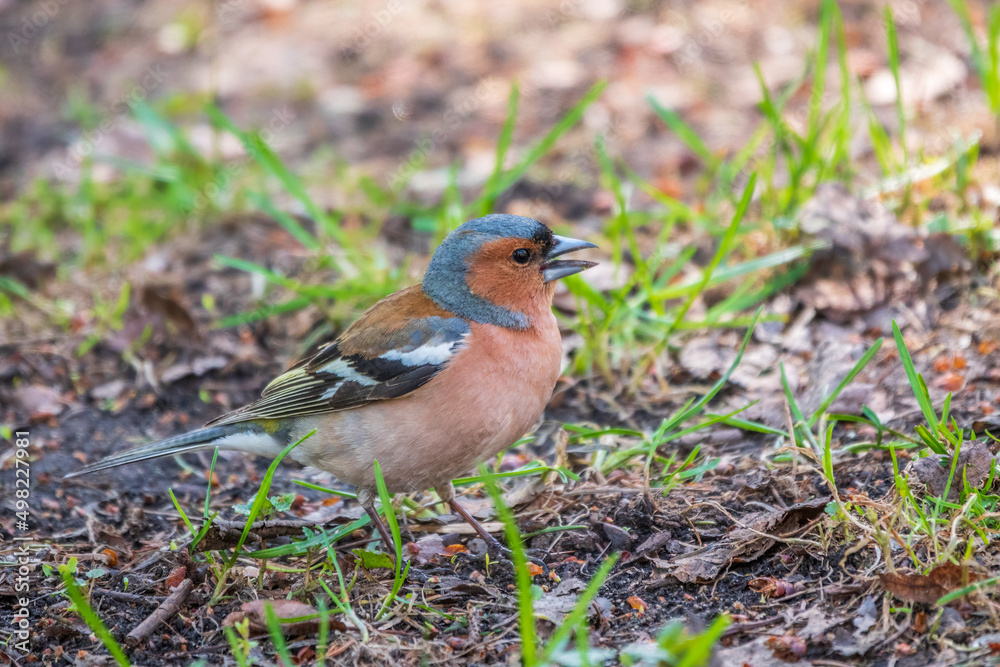 Common chaffinch, Fringilla coelebs, sits on the ground in spring. Common chaffinch in wildlife. Common chaffinch, Fringilla coelebs, sits on the ground in spring. Common chaffinch in wildlife.